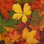 colorful_autumn_leaves_192301